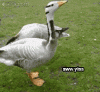 God+i+love+ducks+_5d7f72272062ac2a9879cd14aa9285c3.gif