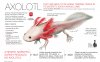 axolotl_memuco1.jpg