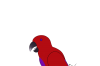 parrot.png
