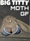 moth.jpg