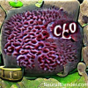 coc2_weird.png