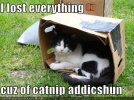 funny-pictures-cat-box-catnip-addiction.jpg