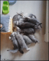 Amazing Cat GIF • Poor Mama cat buried under a meowntain of greedy kitties! [cat-gifs.com].gif