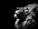 lion.jpg
