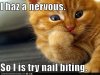 nervous kitty.jpg