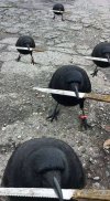 IMG_2831.jpeg
