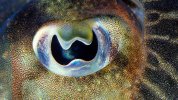 cuttlefish-pupil-o.jpg