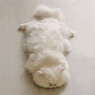 EsoCat