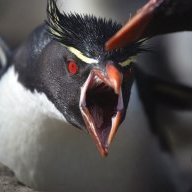 Raging_Penguin