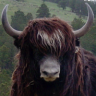 yak