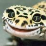 Absurdly Happy Lizard