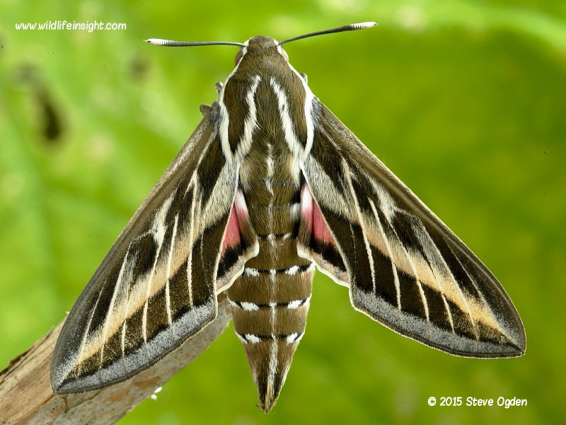 Striped-Hawkmoth_0038.jpg