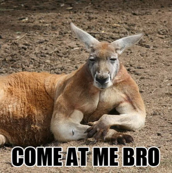 44008-come-at-me-bro-kangaroo-meme-7uZF.jpeg