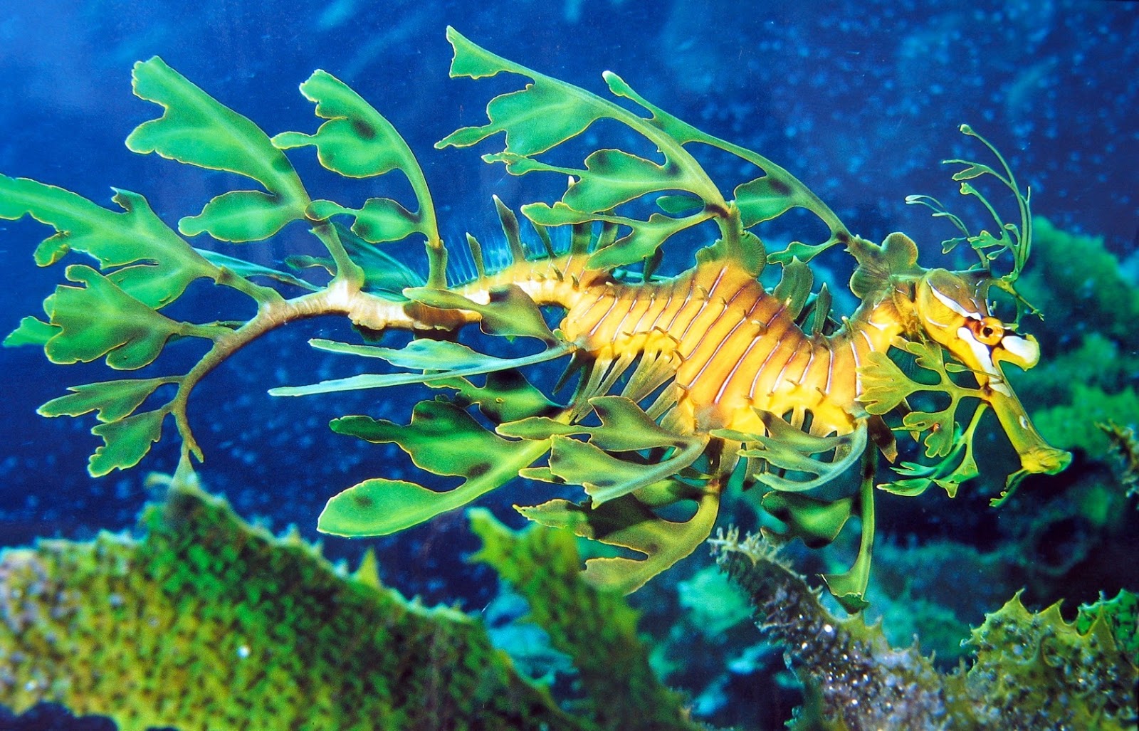 leafy_seadragon.jpg