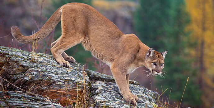 MountainLion_Cover_CourtesyUSFS_688x344.jpg