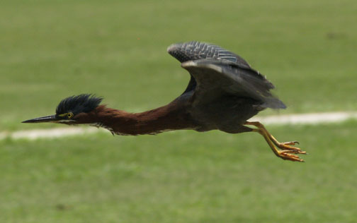 Gr.-Heron-Flying.jpg