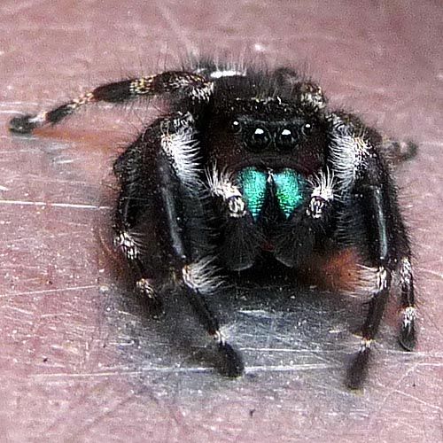 jumping_spider_230.jpg