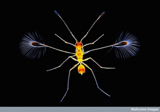 Fairy-fly-image-640px.jpg