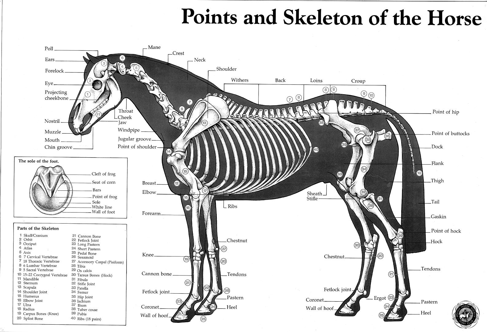 horseskelton.jpg