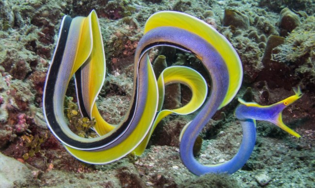 ribbon-eel-large-e1458933303855.jpg
