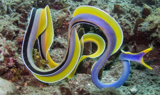 ribbon-eel-large-e1458933303855.jpg