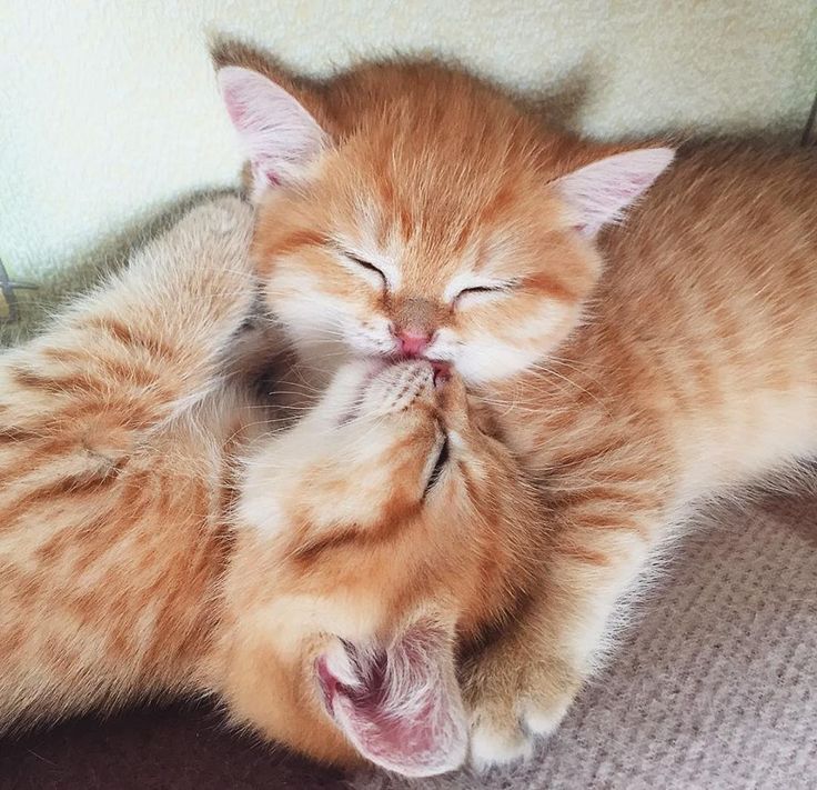 1978836728d043d7976d4df2064ef7a0--cat-kiss-ginger-kitten.jpg