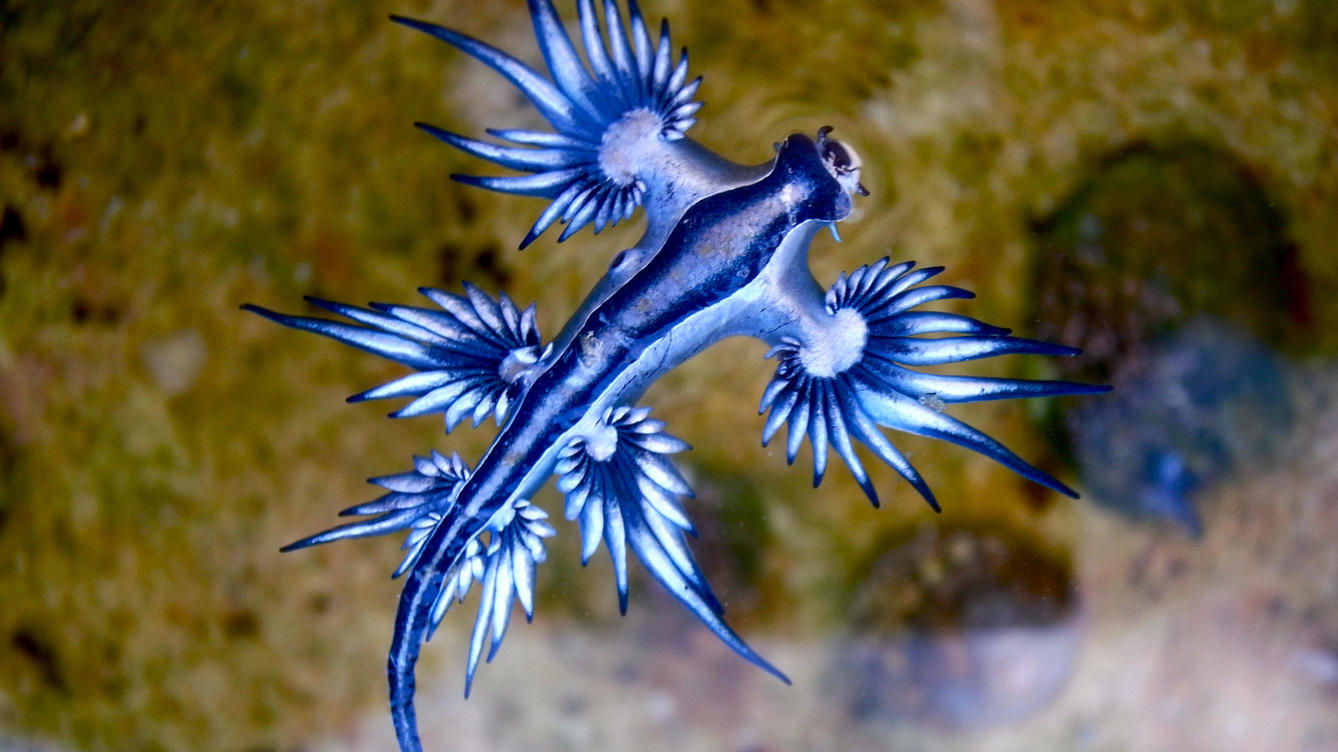nudibranquios-los-animales-mas-bellos-y-misteriosos.jpg