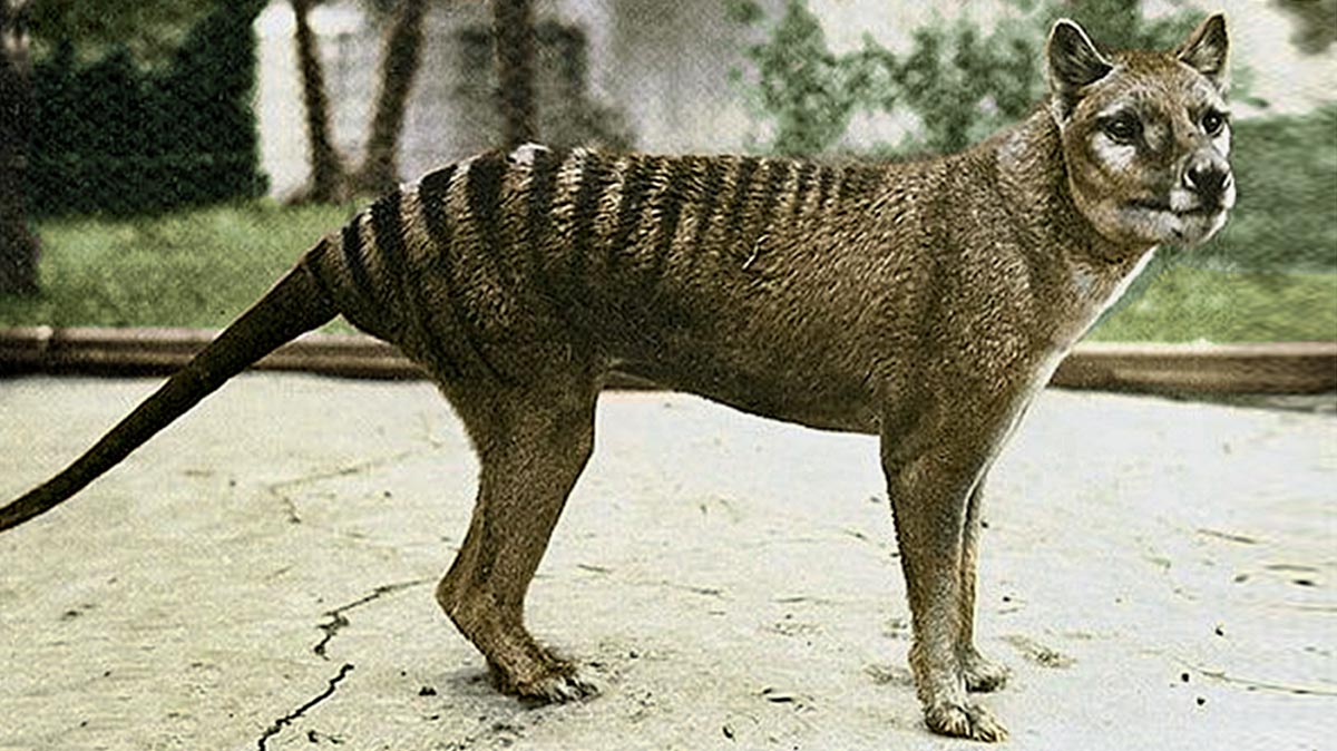 tasmanian-tiger.jpg