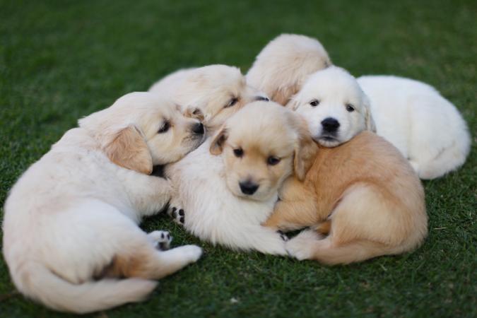 261053-675x450-Puppies_huddled_together.jpg