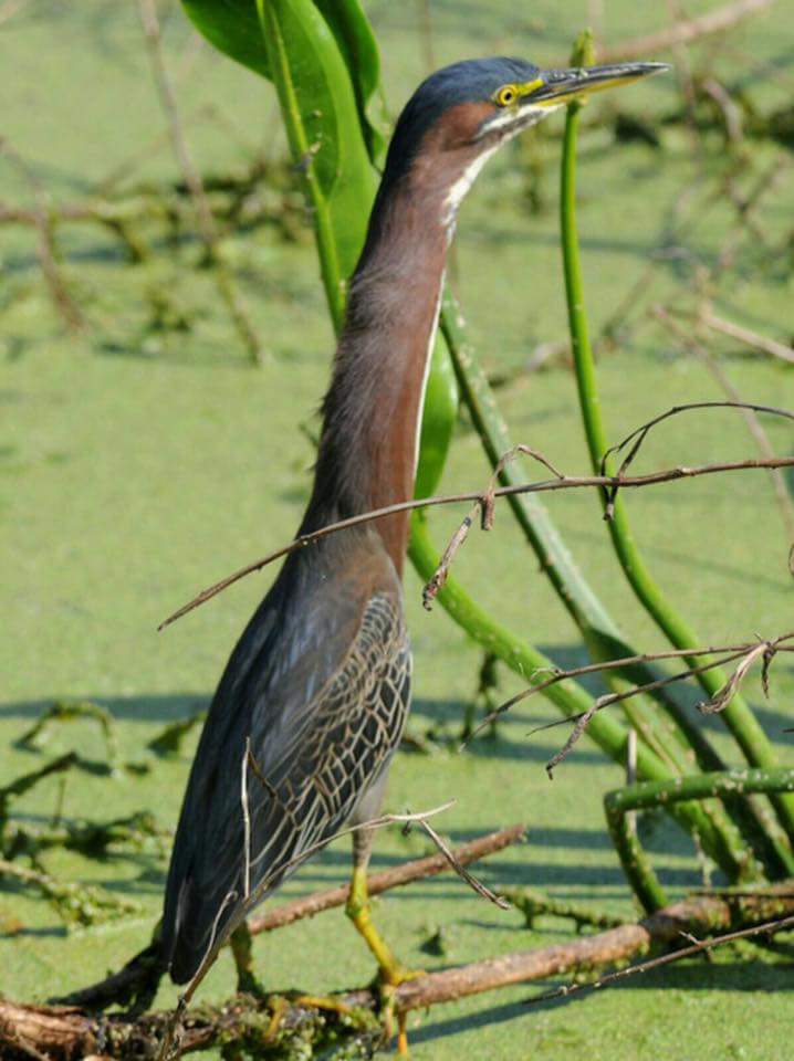 long-necked-bird-57b24da36f021.jpeg