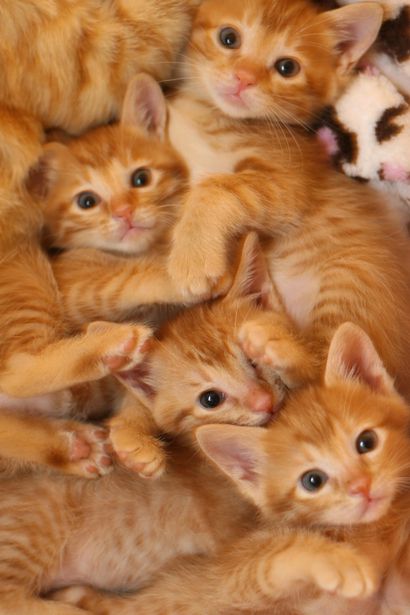 40de730d639804e8a0f128c795c1dd4f--ginger-kitten-ginger-cats.jpg