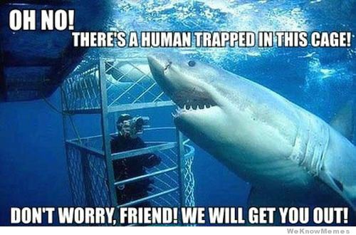 misunderstood-shark-2.jpg