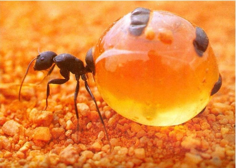 honey+pot+ants.jpg