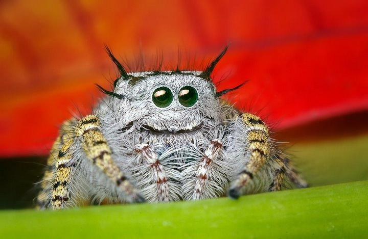 Cute-Jumping-Spider-arachnology-31947178-720-469.png