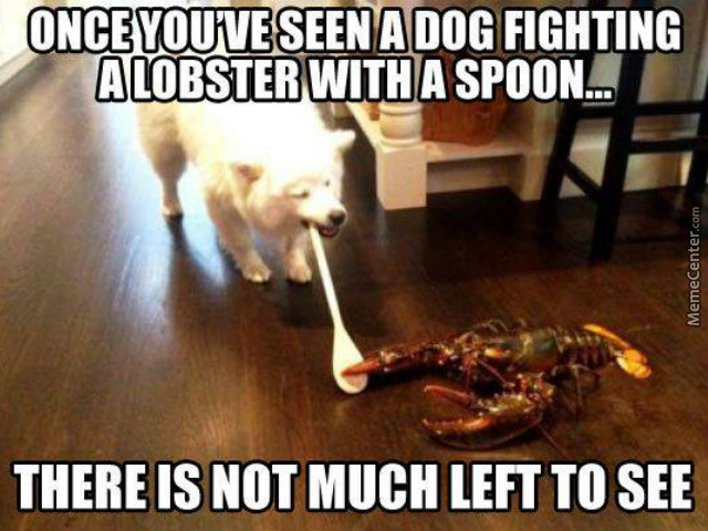 lobsters-are-immortal-that-dog-had-better-be-a-super-saiyan-to-put-on-a-fight-like-that_o_4082345.jpg