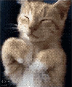 post-67992-kitten-covers-eyes-with-paws-g-KIsh.gif