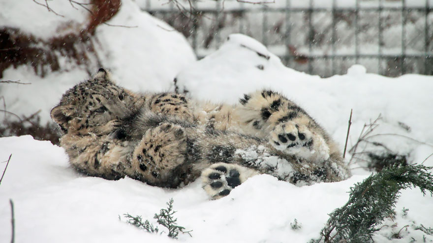 snow-leopards-biting-tail-funny-cats-5-573db41f12327__880.jpg