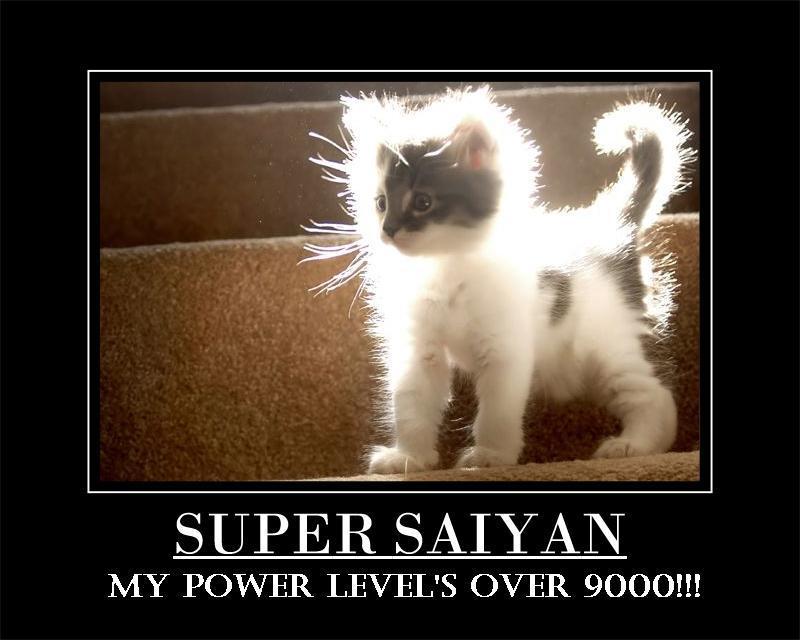 1618975-kitten_power_level.jpg