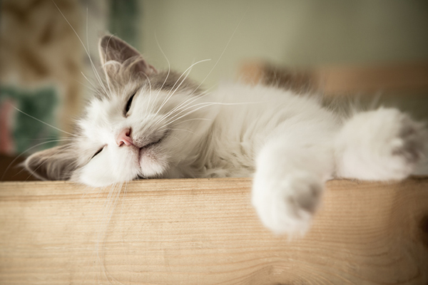 gray-and-white-cat-asleep-with-whiskers-out.jpg
