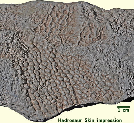 HadrosaurSkin1.jpg