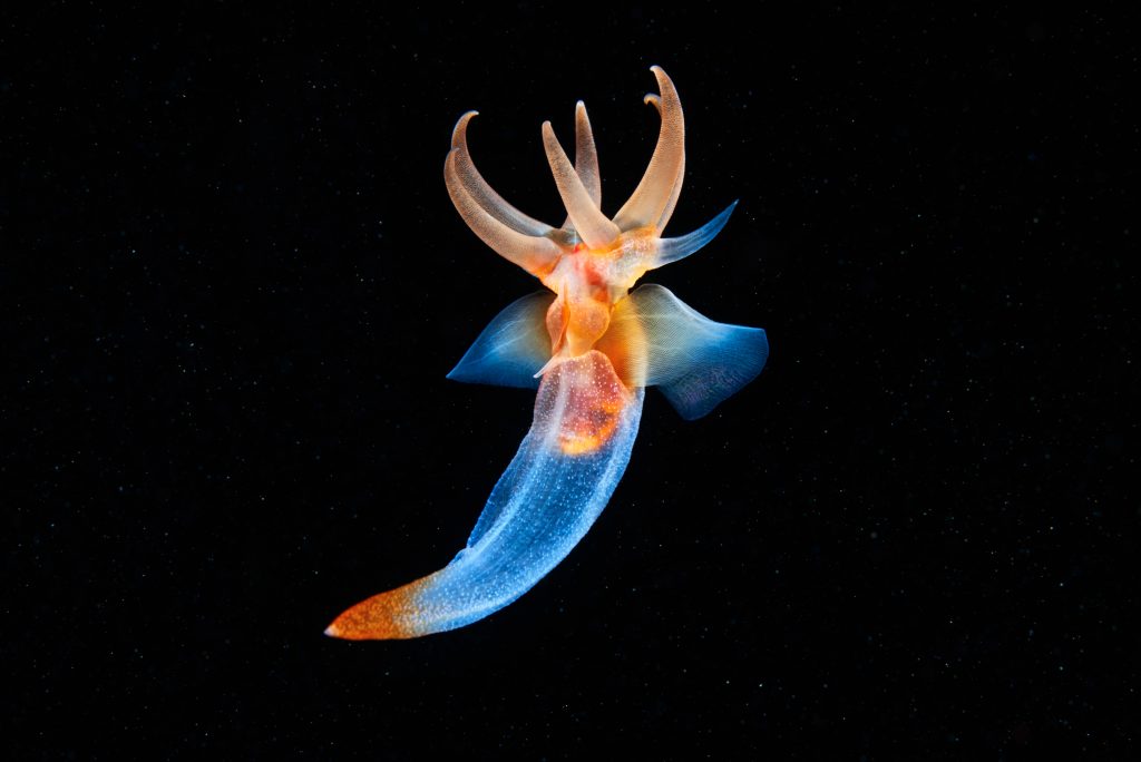 6_CATERS_SEA_ANGELS_MATING_DANCE_07-1024x684.jpg