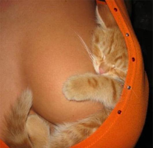 cat-sleeping-on-boobs-tits.jpg