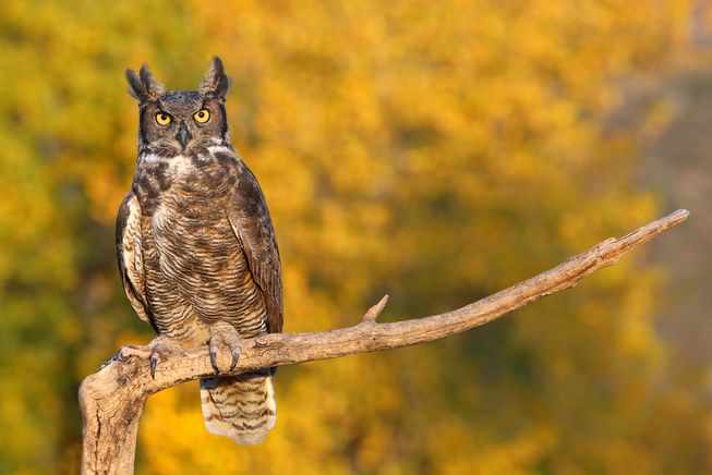 GreatHornedOwlPerchedOnBranch.jpg.653x0_q80_crop-smart.jpg