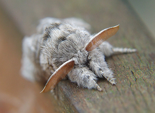 fluffy-moth.jpg