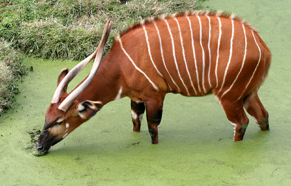 Tragelaphus_eurycerus_isaaciPCCA20071227-8374B.jpg