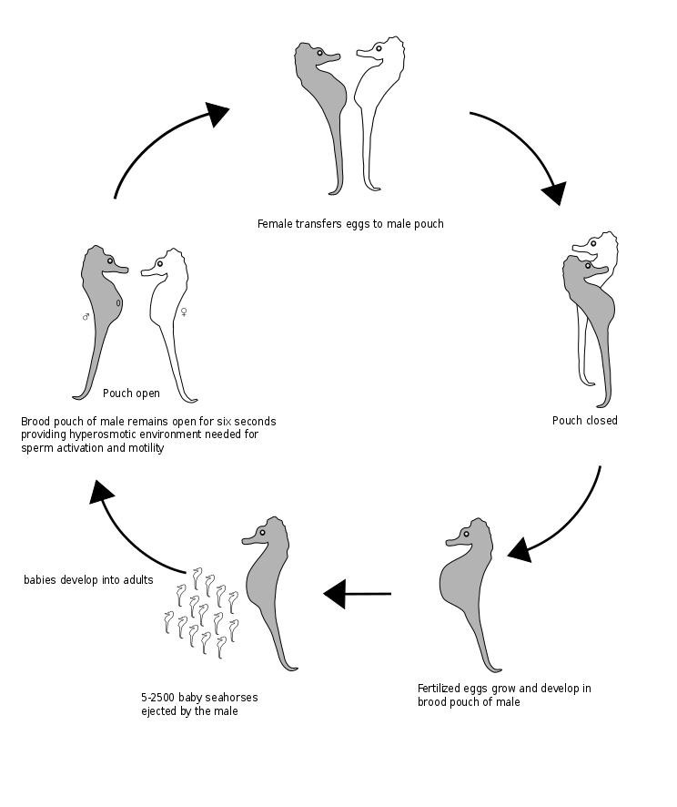 744px-Seahorse_lifecycle.svg.png