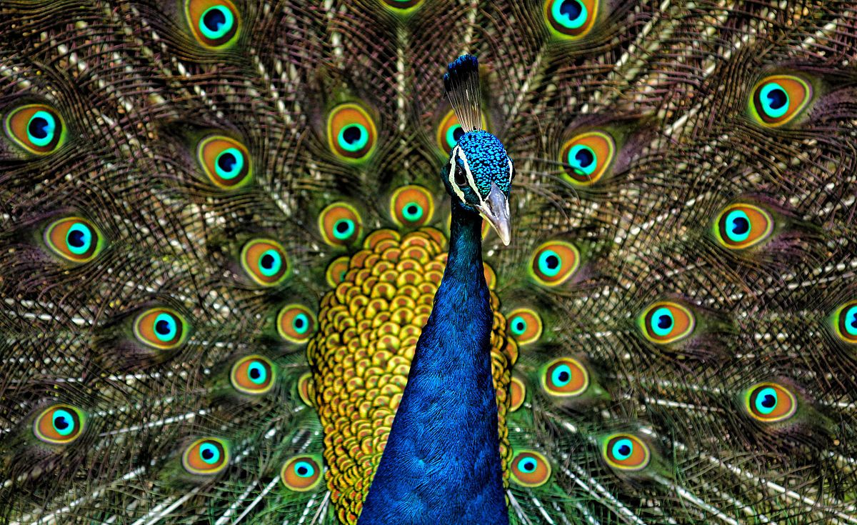 1200px-Peacock_Plumage.jpg