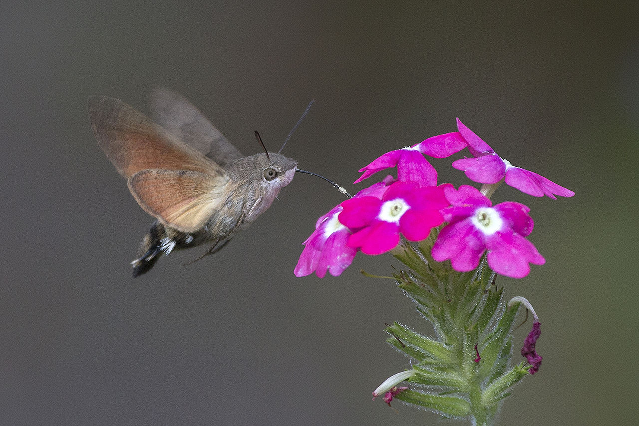 1280px-Macroglossum_stellatarum01%28js%29.jpg