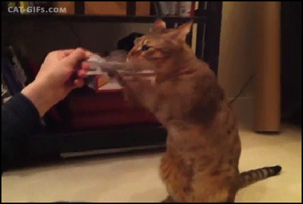 CAT-GIF-Amazing-boxing-Cat-training-for-speed-and-precision.gif