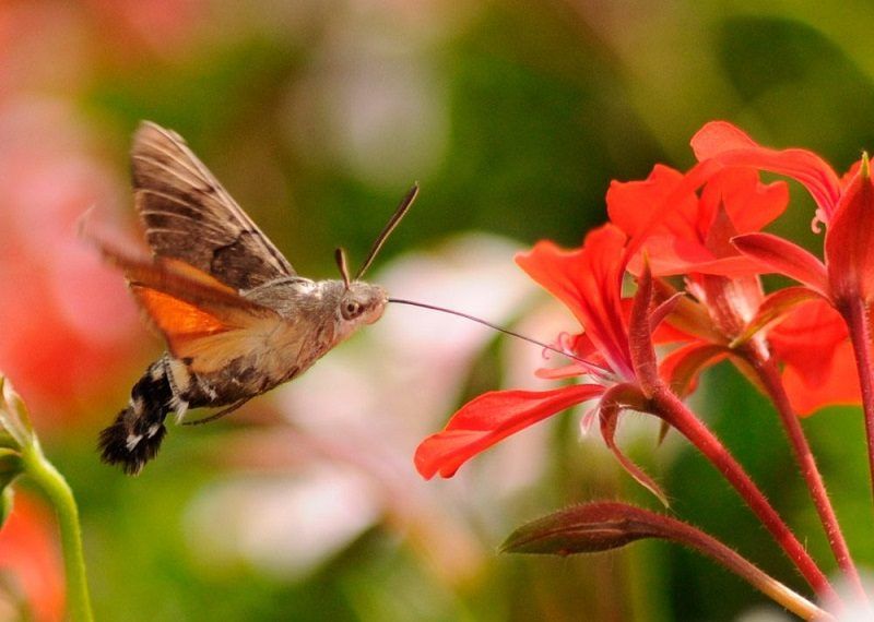 mariposa-esfinge-colibr%C3%AD-Macroglossum-stellatarum-800x570.jpg